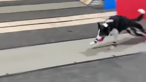Dogs race