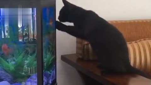 Fishing CAT
