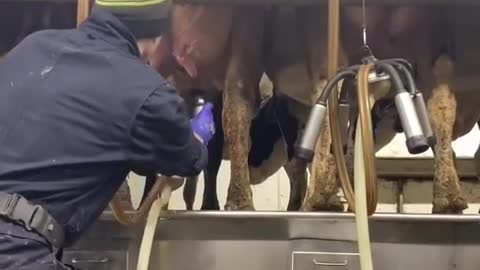 How to Milk a cow