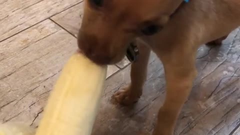 Chihuahua chows down on tasty banana