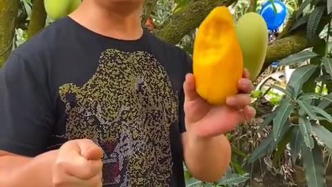 Farm Fresh Ninja Fruit Cutting Desi Satisfying Fruit Ninja Fruit Ideas | Amazing Fruits Video