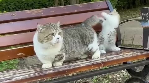 Cute Cats & Funny Cats 😍😍😅😅 #cats #shorts #viral #pets #mmvcats