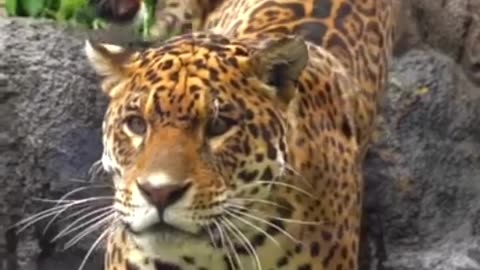 Beautiful jaguars