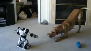 Puppy vs. Robot