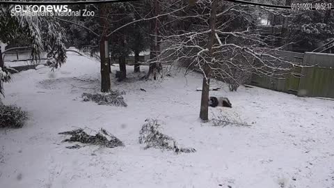 The funny spectacle of two pandas playing in the snow