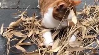 Cat likes To play Outdoor with Tree Leaves