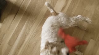 Terrier spinning floor buffer