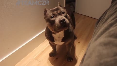 Talking dog Czr. American Bully is so smart!!!!!