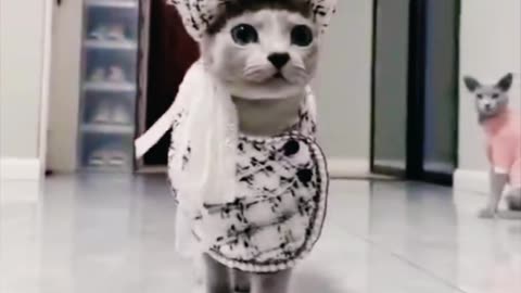 Fashion able funny cat 😺