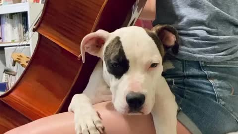 Sleepy Dog Lays on Owner's Lap While She Plays the Cello