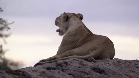 Lioness Resting on Rock