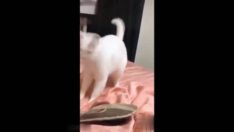 Cat and dog dancing on music beat - try not to laugh animals funny video cat and dog