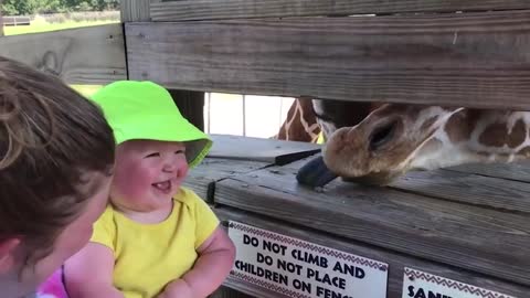 try not to laugh-funny baby with animal # 2 belly baby video compilation 2020