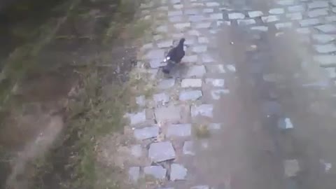 Black and white pigeon runs after knowing it is being recorded [Nature & Animals]