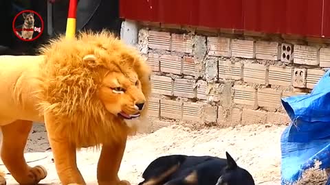 Troll Prank dog & fake Lion and Fake Tiger Prank To dog _ Videos Troll 2021