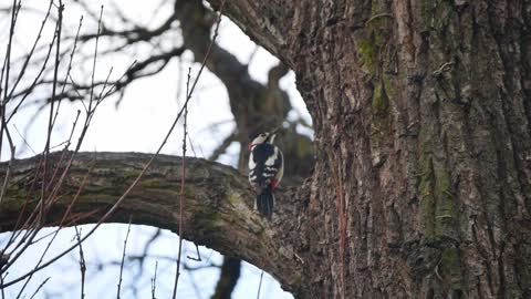 Woodpecker Bird Animal_ Animal World Tree Hop