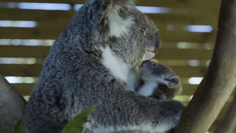 Most precious Koala Joey moments ever! -6