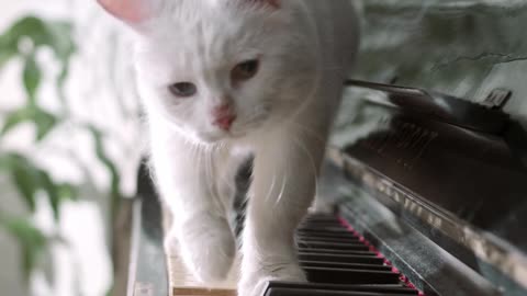 Adorable White Cat On Piano