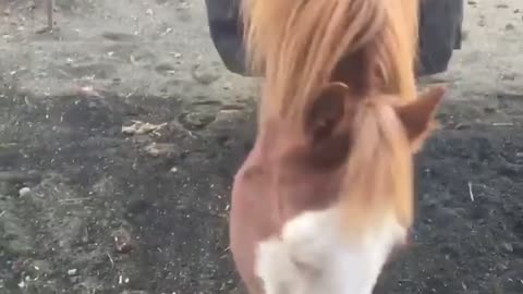 Horse finding buried target odor.