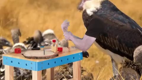 if birds had army funny video🎖️🪖🤣