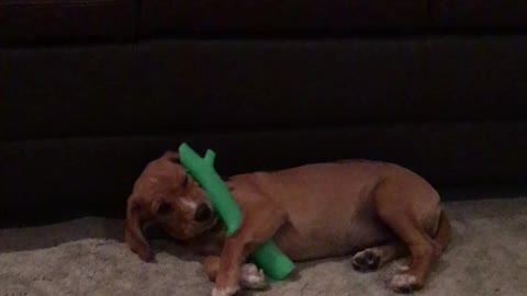 Puppy with new Toy