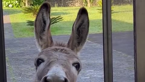 Donkey Comes to Have Breakfast at the Kitchen Window Every Morning || ViralHog