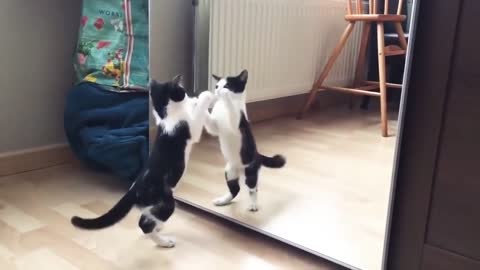 Funny Cats Reacts To Mirror | Funny Cats Vedios