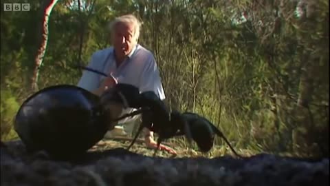 Sir David Attenborough being iconic for 25 minutes