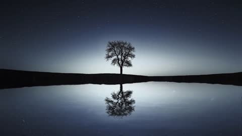 Reflection Of Tree At Night incredible view