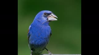 "Feathered Friends: Birdwatching in My Yard" Vol. 1