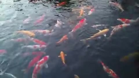 Fish koi in Rin Rin Park