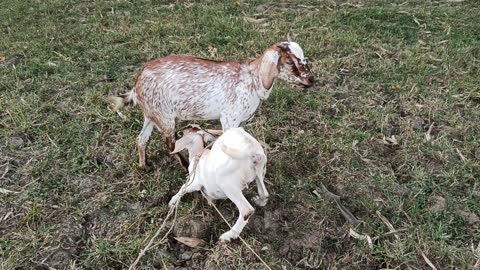 Goat and his cute kids