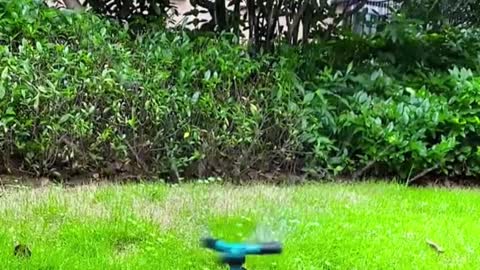 360 Degree Rotating Garden Water Sprinkler