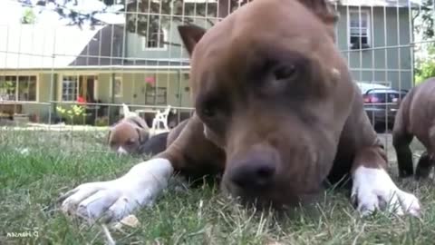 Mom teaching the puppy