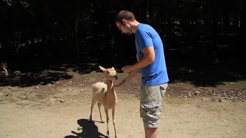 Feeding a Deer