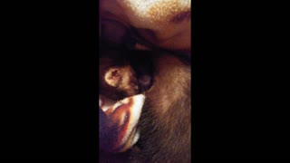 Cute ferrets sleeping