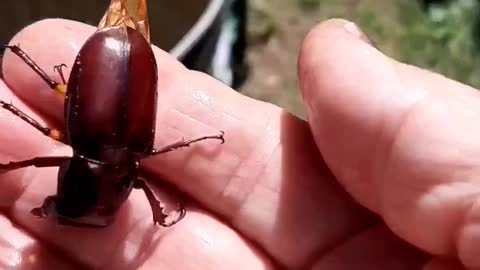 Amazing Nature: Stag Beetle Rescue