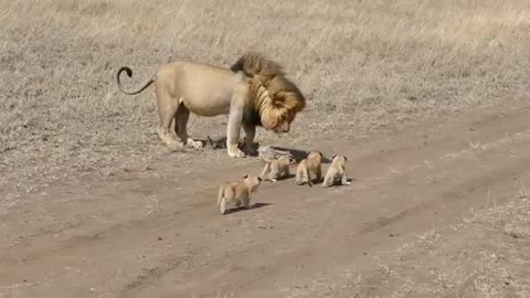 Lion dad tries to ditch his kid