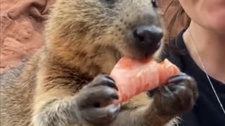 THE QUOKKA CALLED THE WORLD’S HAPPIEST ANIMAL DUE TO ITS PERMANENT SMILE!