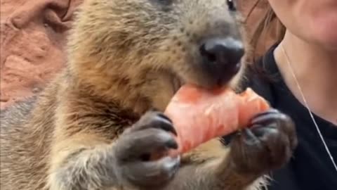 THE QUOKKA CALLED THE WORLD’S HAPPIEST ANIMAL DUE TO ITS PERMANENT SMILE!