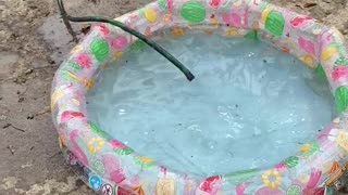 Puppy Wants Pool All to Itself