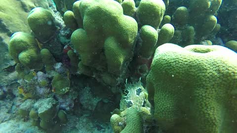 Stonefish, Poisonous Fish Similar to Coral