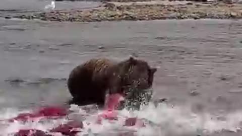 Bear rushing to catch for migration party____