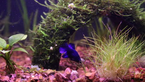 Feeding the 5-Gallon