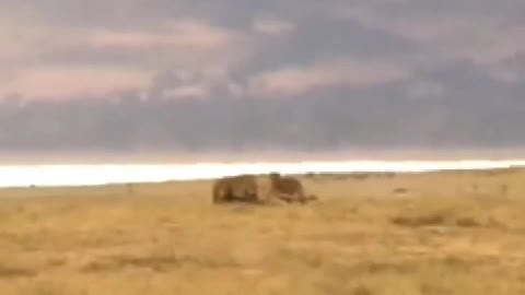 Hyenas hunting wildebeest, put down after began to eat