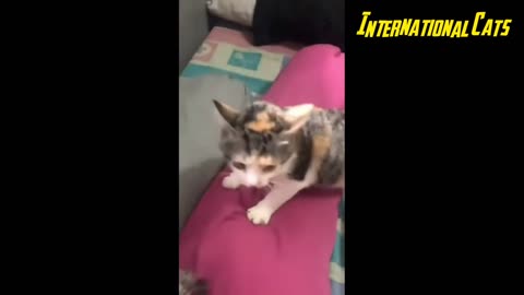 Cat Videos Compilation - Dont Try Not To Laugh 😂🤣 - Wow Funny Animals