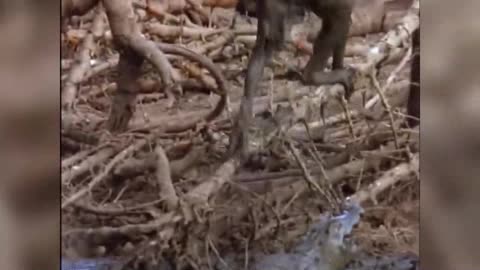 Baboon vs Crocodile