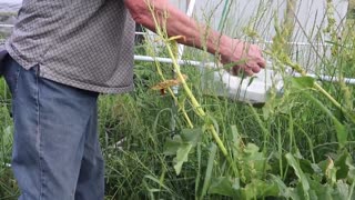 Rhubarb my Seed Harvest Method