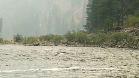 A Beautiful Bald Eagle Takes Off Over A River Through Smoke From A Fire