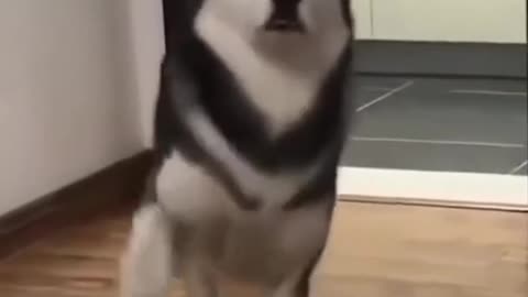 Have you seen Husky Dance??? Watch it I Funny Animals